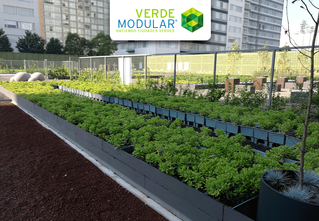 El impacto de la Norma de Naturación en la CDMX: Ecomacetas y su rol en la sustentabilidad urbana