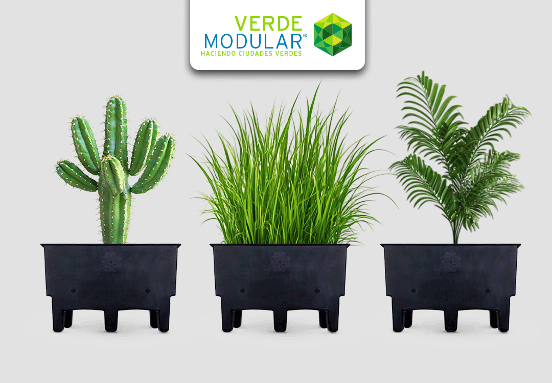 ¿Hasta los cactus se te secan? Elige la maceta ideal según tu nivel de habilidad