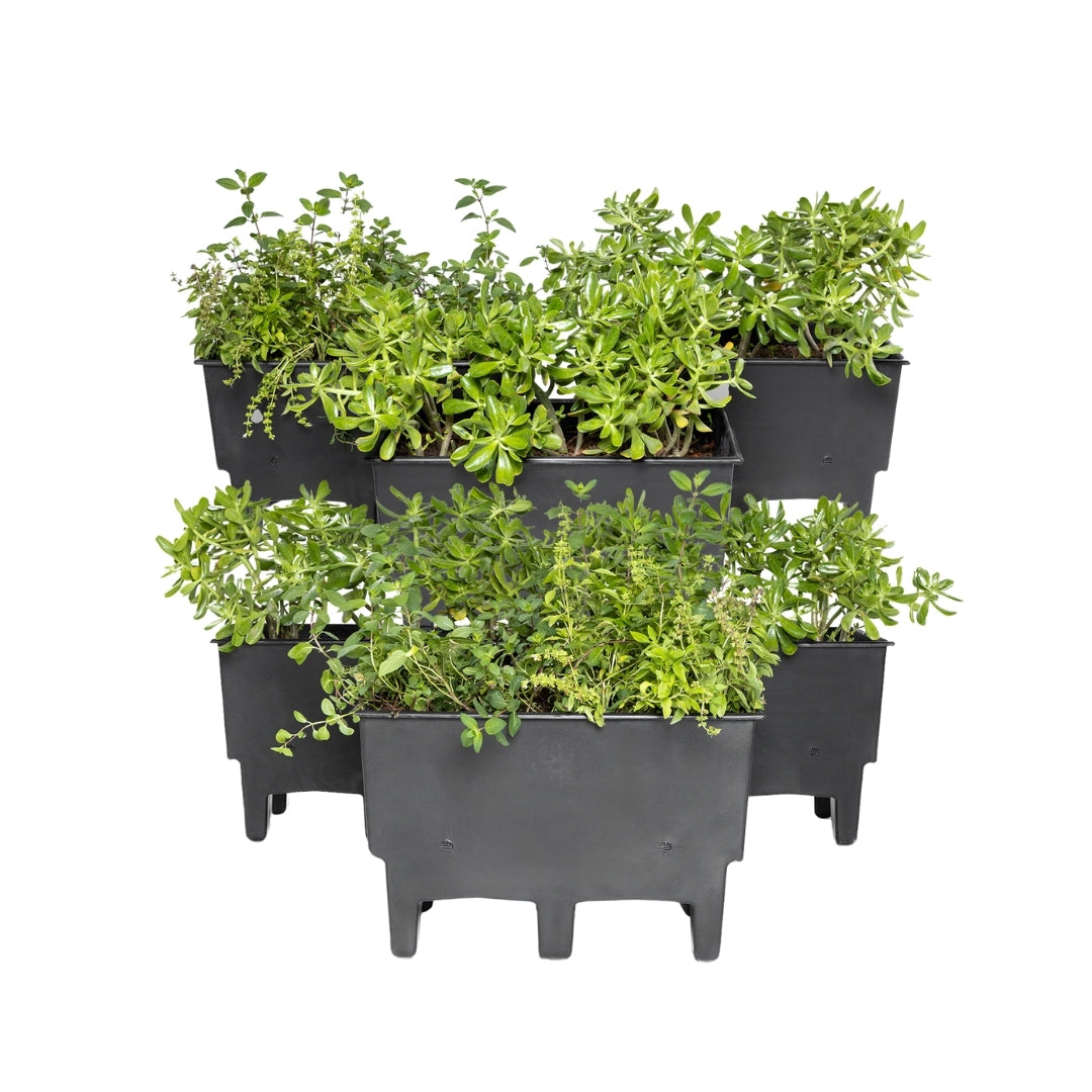 Ecomaceta kit 6