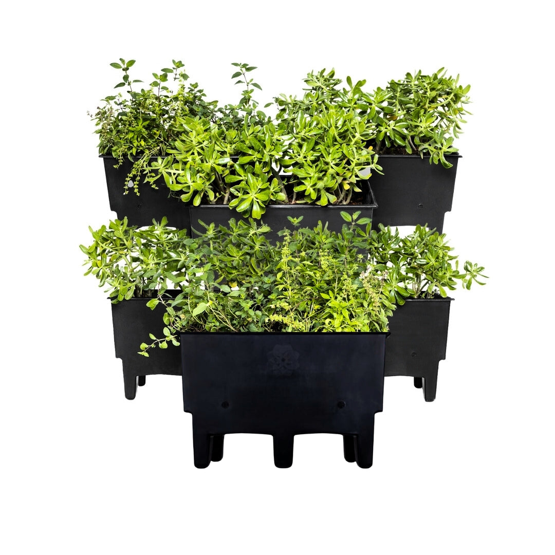 Ecomaceta kit 6