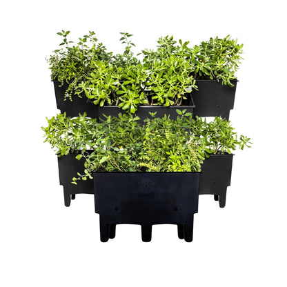Ecomaceta kit 6