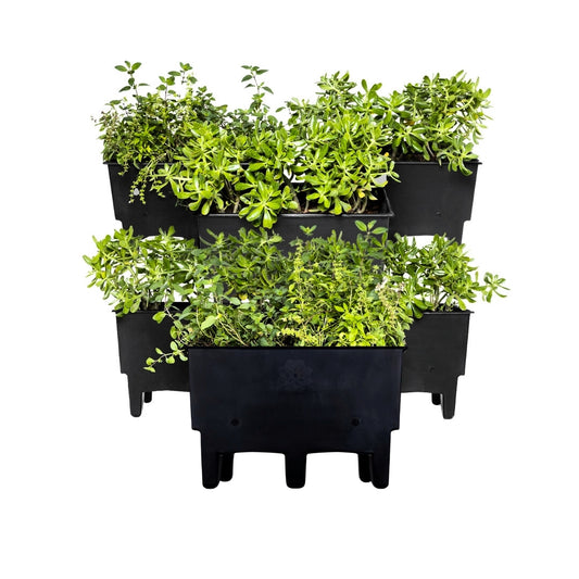 Ecomaceta kit 6